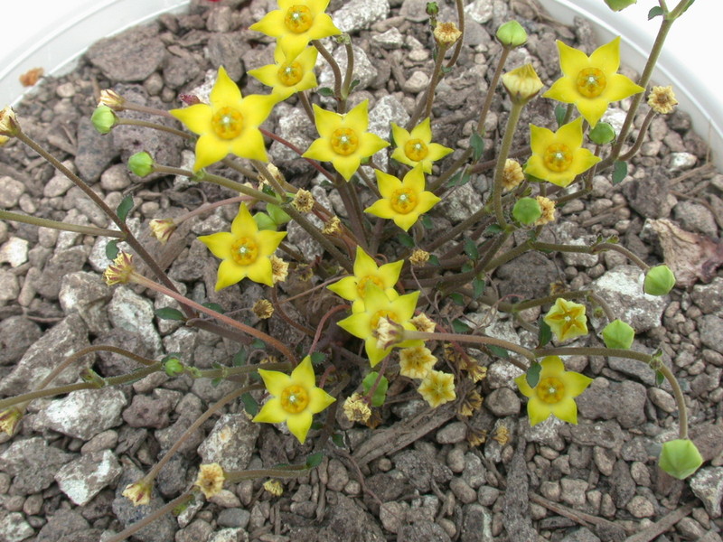 brachystelma caffrum es2142 01