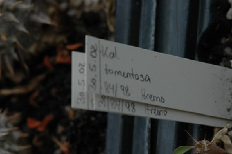 kalanchoe tomentosa 06