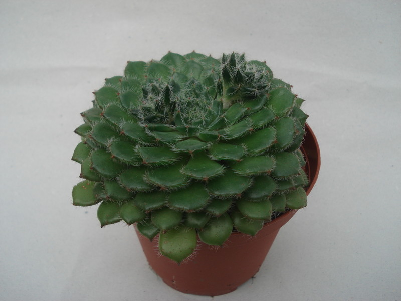 echeveria ciliata 8285