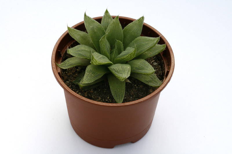 haworthia cymbiformis obtusa 1470