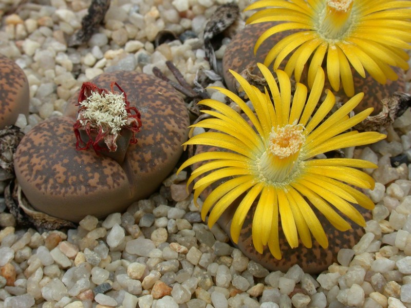 lithops lesliei1