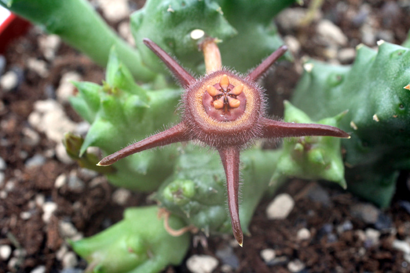 duvalia angustiloba aff 6913