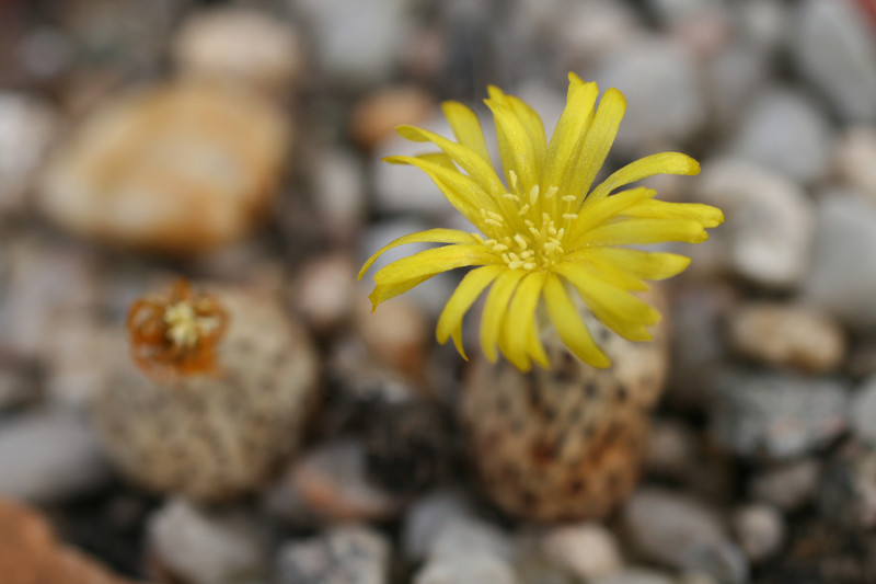 conophytum meyeri 0165