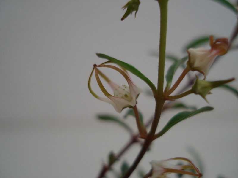 brachystelma angustum 39