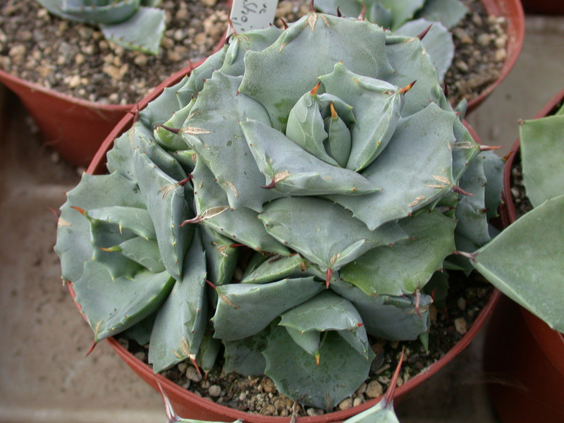 agave shoji rijin 03
