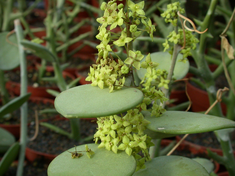 xerosycios danguyi 2