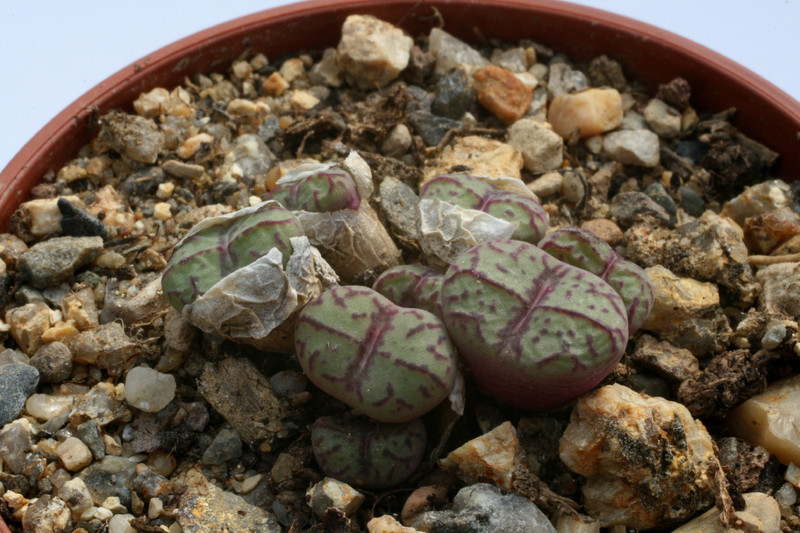 conophytum lambertense 2853