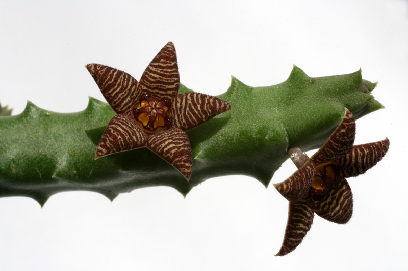 piaranthus barrydalensis pvb5150 0803