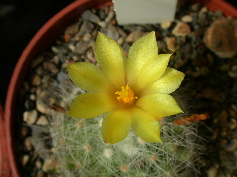 mammillaria baumii 02