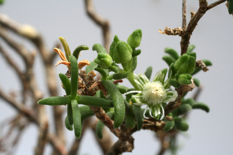 mestoclema tuberosum 9989