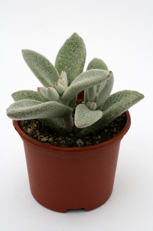 kalanchoe eriophylla 1201