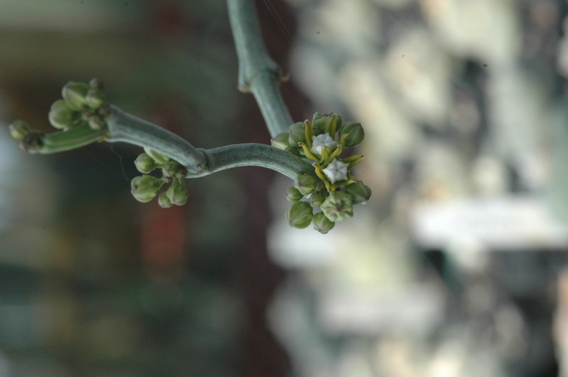 cynanchium perrieri 1073