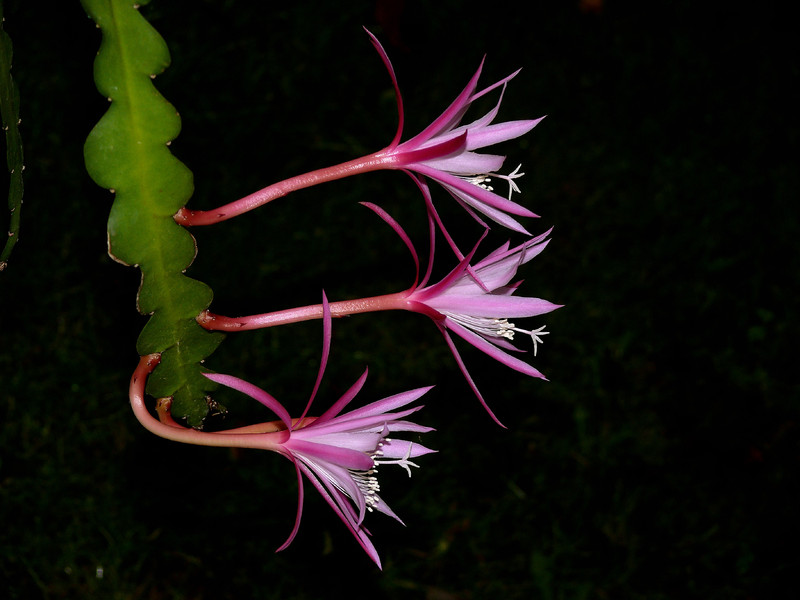 eh jalisco grace 03