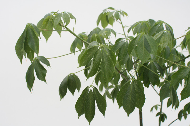 chorisia speciosa 150cm 3697