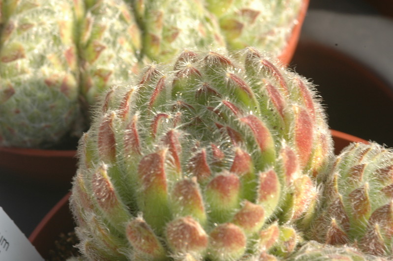 sempervivum ciliciosum 1377