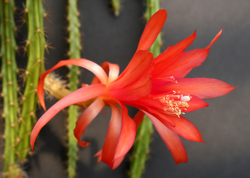 aporocactus sussex pink 0007