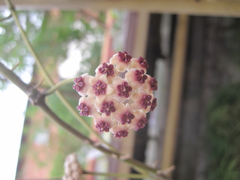 hoya kerrii variegata 1223