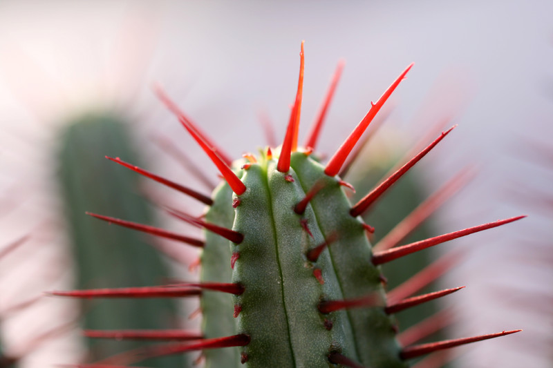 euphorbia enopla 0392
