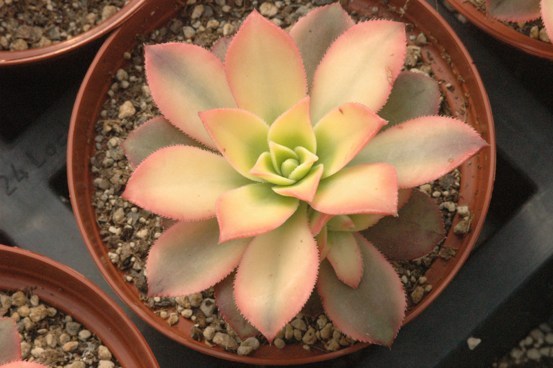 aeonium haworthii variegata 02