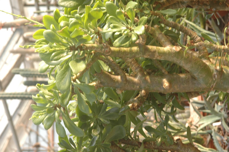 tylecodon paniculatum butterbaum 1318