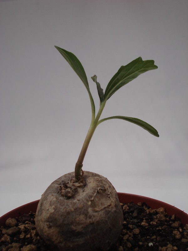 pterodiscus angustifolius 6230