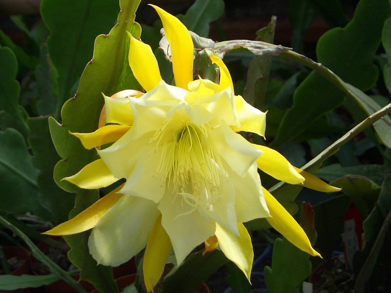 eh king of yellow n 0022