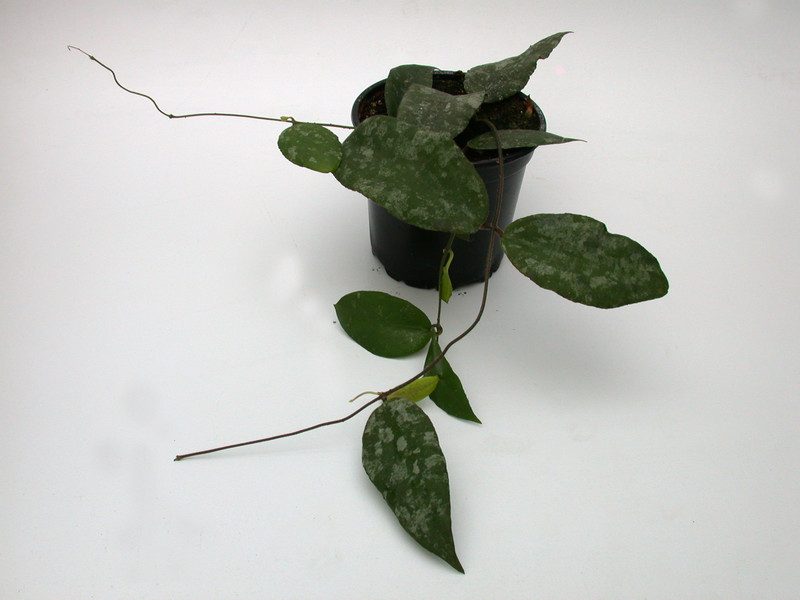 hoya caudata 3960