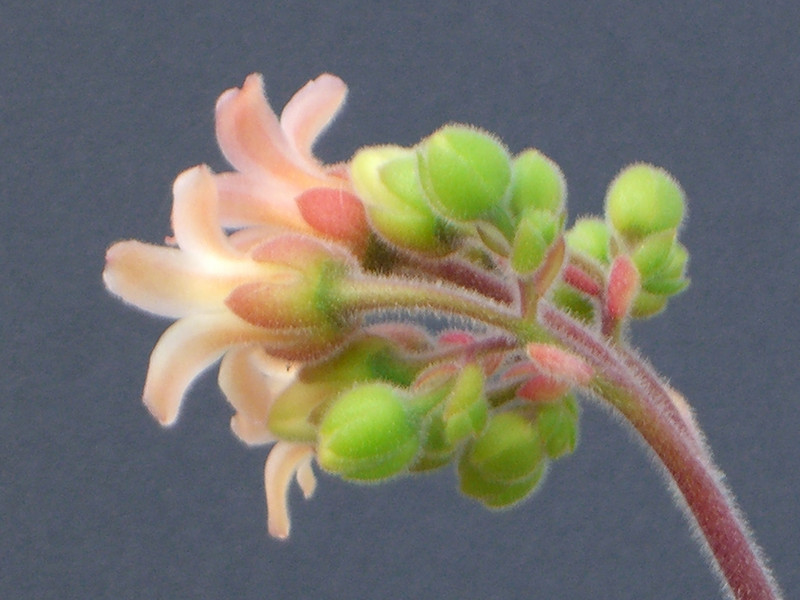 cotyledon ladysmithiensis 0967
