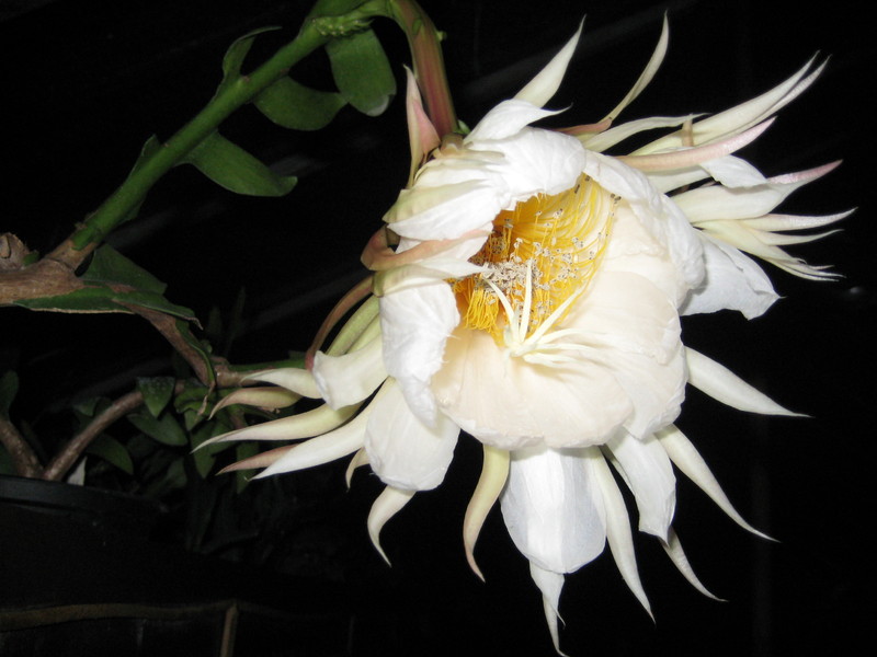 epiphyllum chrysocardium 516