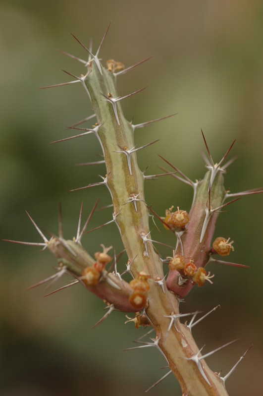 euphorbia samburnensis 1066