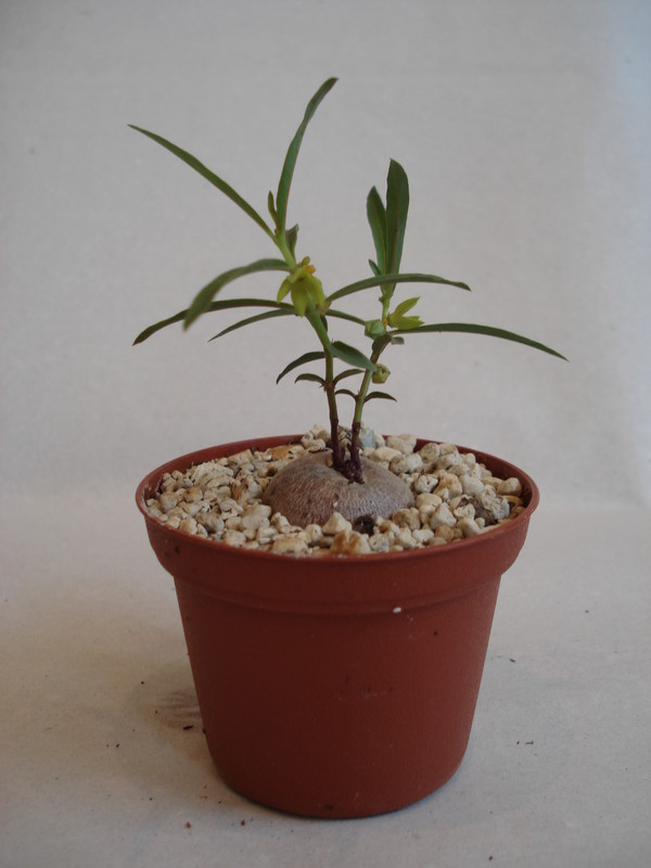 brachystelma vahrmeijeri 159