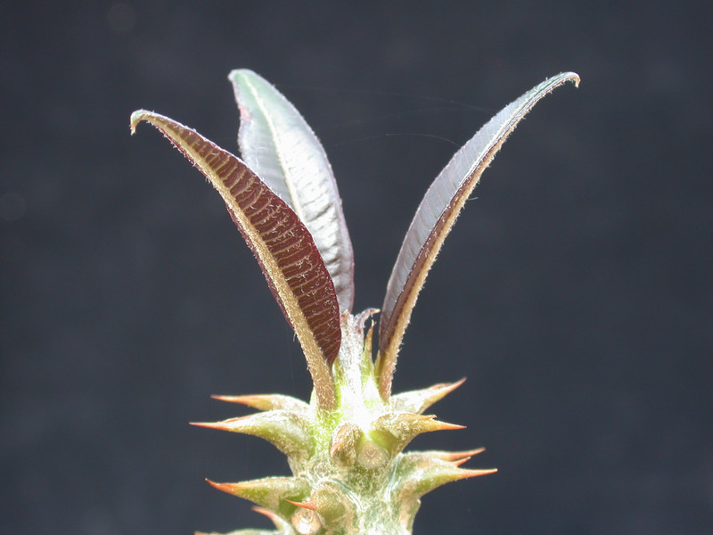 pachypodium baronii 01