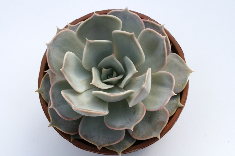 echeveria lilacina 7952