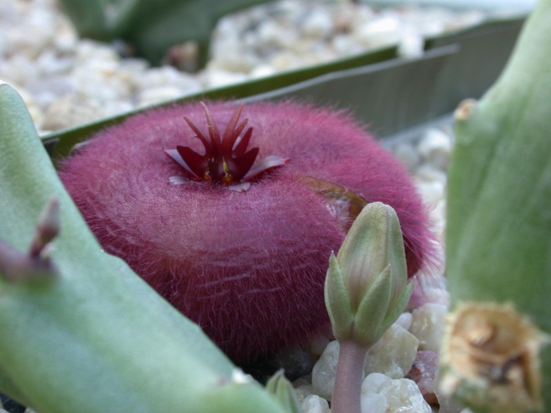stapelia obducta2