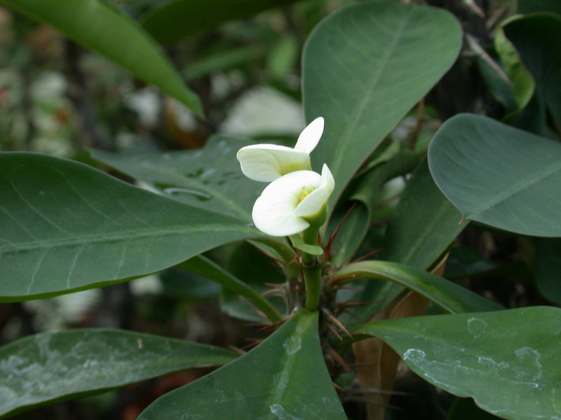 euphorbia mili weiss