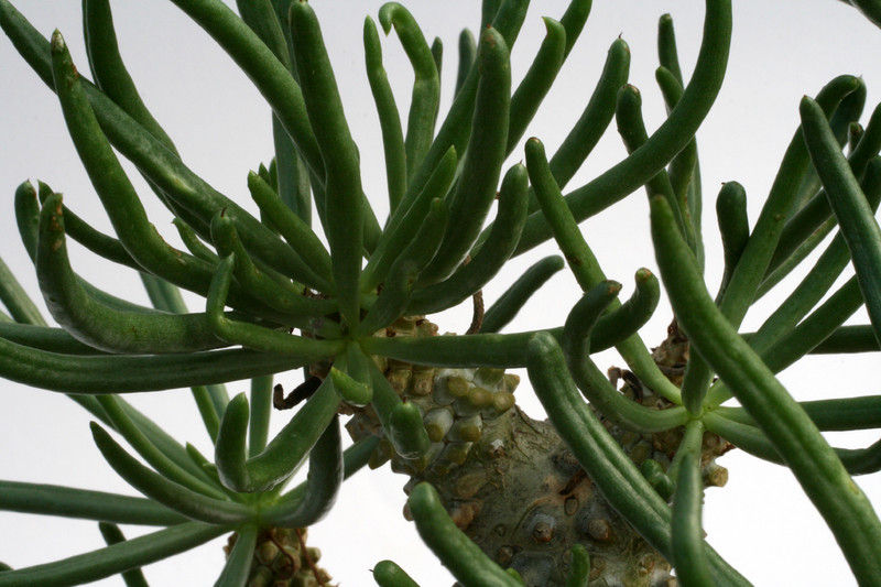 tylecodon wallichii 0752