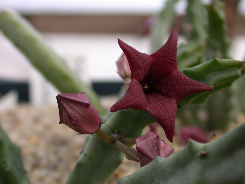 tromotriche baylissi bavariaanskloof 02