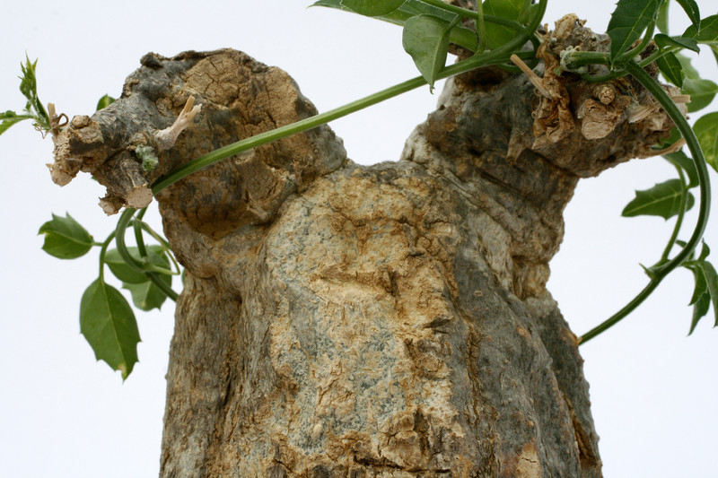 momordica rostrata 0658