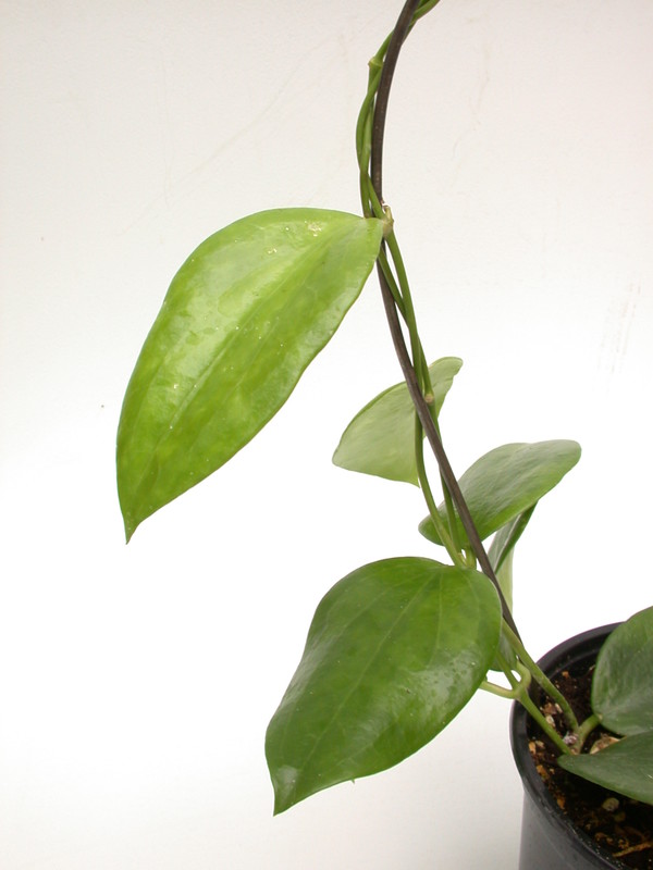 hoya aldrichii 3939