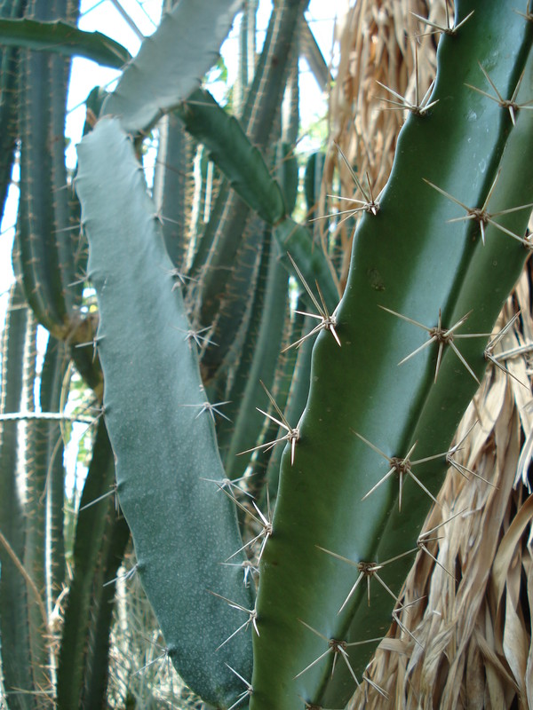 nyctocereus guatemalensis rauh38939 362
