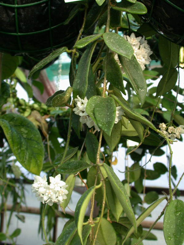 hoya thomsonii 3857 03jpg