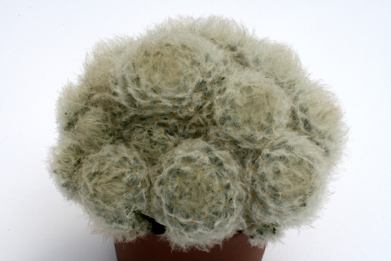 mammillaria plumosa 0113