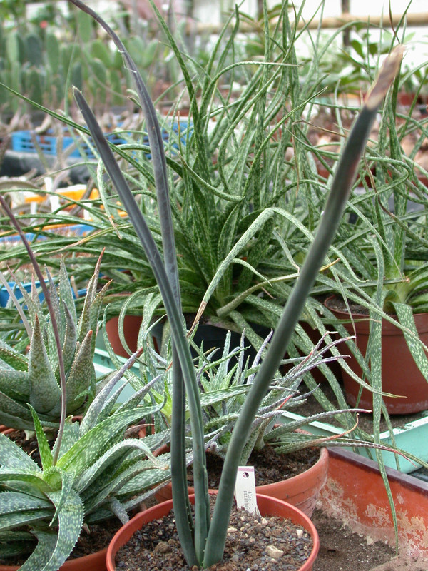 aloe suzannae