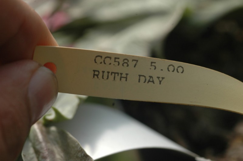 schlumbergera ruth day 8190
