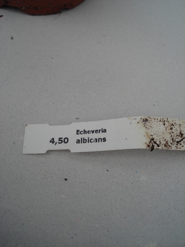 echeveria albicans 8284