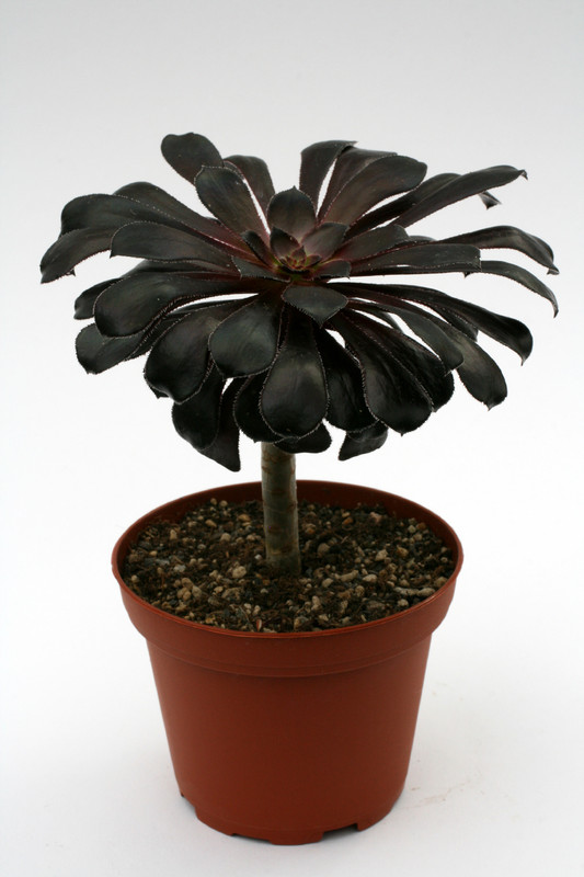 aeonium arboreum cv black night 0358