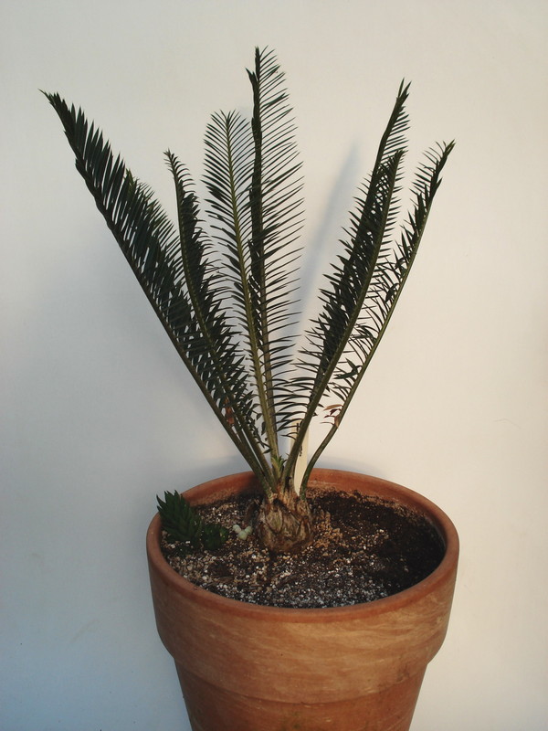 encephalartos caffer 3