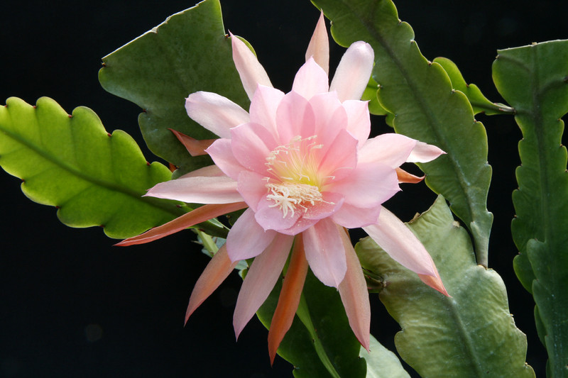 eh lotus queen 7562 7785