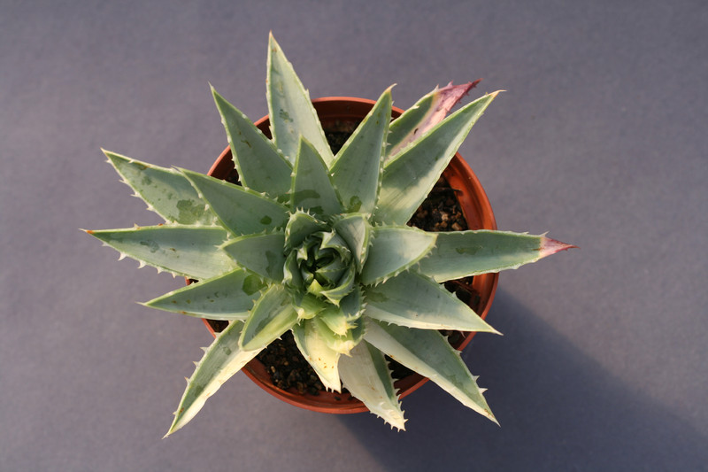 aloe polyphylla 0404