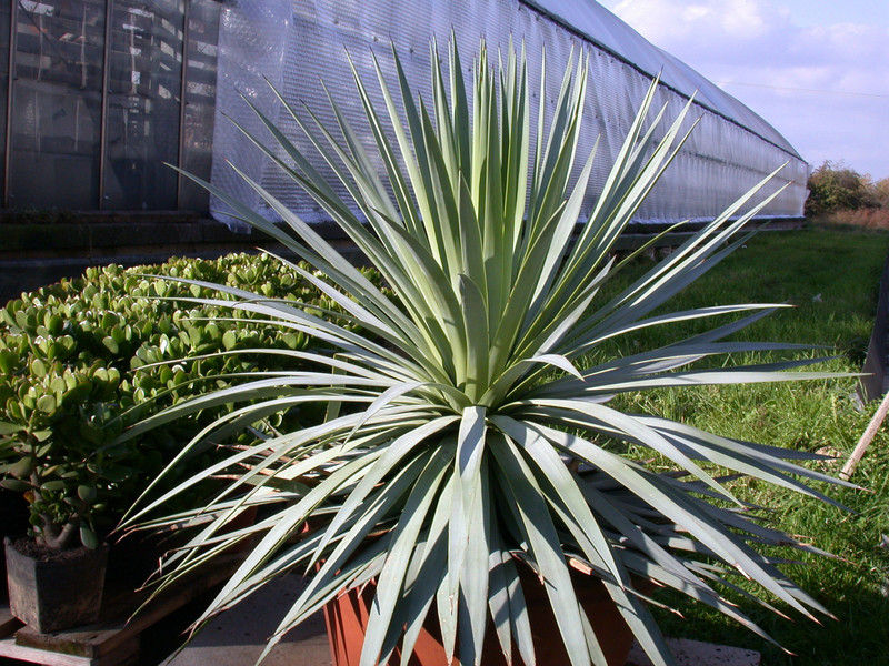 agave sp.kew